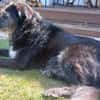 Cora  sucht liebevolles Zuhause