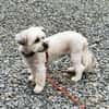 Rocksy su. erfahrene Besitzer