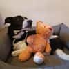 Skye sucht ein zu Hause