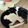 Spike sucht sein Zuhause
