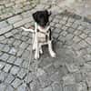 Spike sucht sein Zuhause