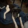 Spike sucht sein Zuhause