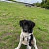 Spike sucht sein Zuhause