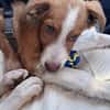 Struppy sucht sein Zuhause