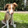 Struppy sucht sein Zuhause