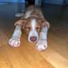Struppy sucht sein Zuhause