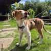 Struppy sucht sein Zuhause
