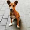 Chips, verspielter Welpe