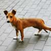 Chips, verspielter Welpe