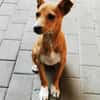 Chips, verspielter Welpe