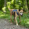 Kurt - Hundeopi sucht Gnadenplatz