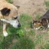 Kurt - Hundeopi sucht Gnadenplatz