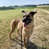 Liebenswerter Buddy
