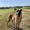 Liebenswerter Buddy