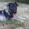 Junghund MORITZ sucht sein Zuhause!