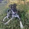 Junghund MORITZ sucht sein Zuhause!