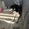 Ricky sucht sein Zuhause