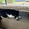 Ricky sucht sein Zuhause