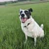 Smilla sucht ein neues Zuhause