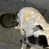 Smilla sucht ein neues Zuhause