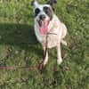 Smilla sucht ein neues Zuhause