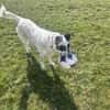 Smilla sucht ein neues Zuhause