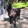 Kleine, alte Sonia sucht Zuhause!  49434