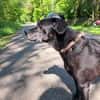 Kleine, alte Sonia sucht Zuhause!  49434