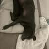 Kleine, alte Sonia sucht Zuhause!  49434