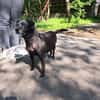 Kleine, alte Sonia sucht Zuhause!  49434