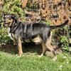 YANA - sucht liebevolles Zuhause