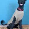 Der süße, kleine Hütehundmix Grisu