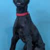 Der süße, kleine Hütehundmix Grisu