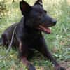 Schäferhündin Garica (Blacky)