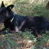 Schäferhündin Garica (Blacky)
