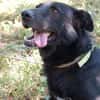 Schäferhündin Garica (Blacky)