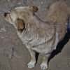 Kleine Liebe Tissa sucht ihre Familie