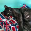 watson