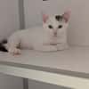 Patachou