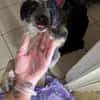 Arwen " En cours d'adoption"