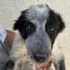 Arwen " En cours d'adoption"