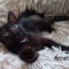 AMELIO