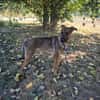 COMETE (BALTO)