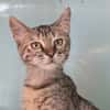 Frimousse [Chaton]