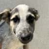Albus (en cours d'adoption)