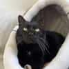 blacky