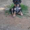 AUREA, baby girl de Gwada