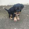 AUREA, baby girl de Gwada