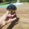 AUREA, baby girl de Gwada