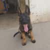 BRUNO